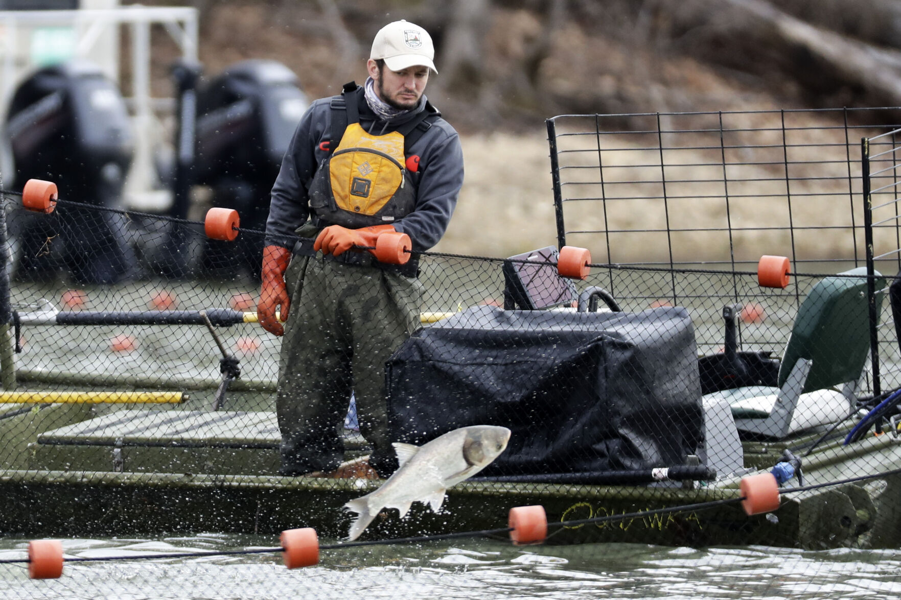 Quest For Carp Name